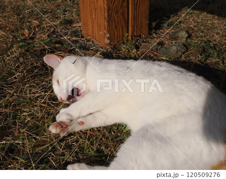 壊れたおもちゃ猫じゃらし遊びに夢中な可愛い白猫 120509276