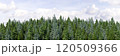 3d rendering of the dense pine forest on sky background. Wide seamless nature panorama forest landscape 120509366