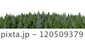 3d rendering of the dense pine forest on white background. Wide seamless nature panorama landscape 120509379