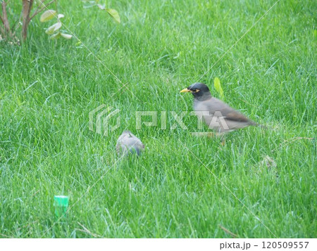 マイナ(インドハッカ・ウズベキスタン) 120509557