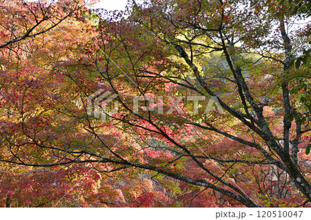 秋の色に染まる紅葉 秋の色に染まる紅葉 120510047