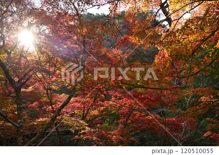 紅葉したもみじ 紅葉したもみじ 120510055