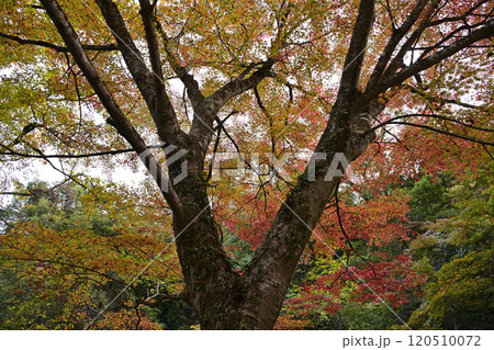 紅葉した木々 120510072