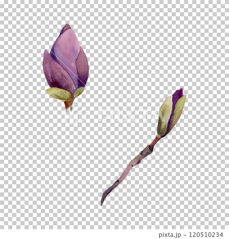 Spring flower, mauve magnolia camelia tree bush buds on branch, exotic isolated botanical illustration hand drawn in watercolor. Single element object for florist shop, stationery, wedding bouquet. 120510234
