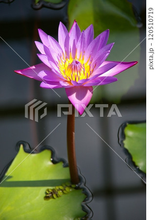 水辺に浮かぶ花の妖精熱帯性スイレン 120510719