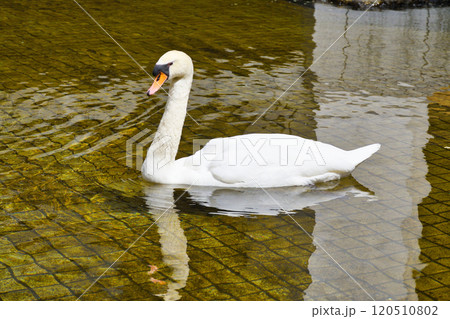 京都　紫雲山頂法寺　六角堂の白鳥（京都市中京区） 120510802