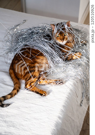 Holiday cat playing in foil Christmas tree tinsel. Holiday cat playing in foil Christmas tree tinsel. 120510926