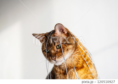 Funny cat with foil tinsel strings draped over its head. Funny cat with foil tinsel strings draped over its head. 120510927