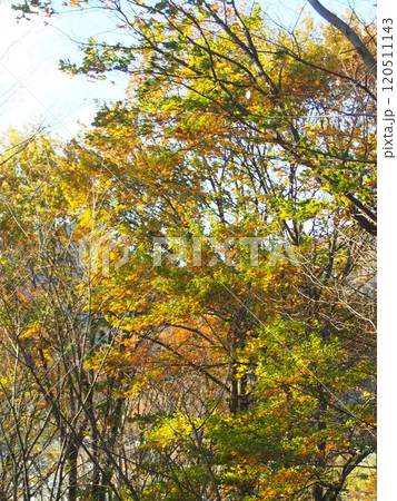 赤、黄、緑とカラフルに美しく紅葉した木々 赤、黄、緑とカラフルに美しく紅葉した木々 120511143