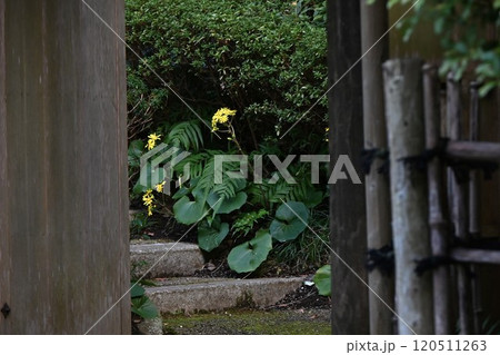 ツワブキの花・石蕗 ツワブキの花・石蕗 120511263