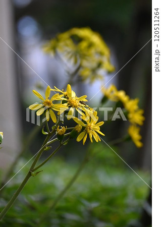 ツワブキの花・石蕗 ツワブキの花・石蕗 120511264