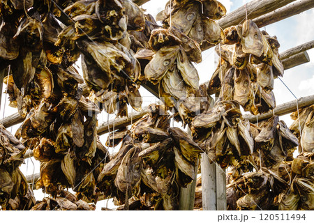 Cod stockfish drying on racks, Lofoten islands Norway Cod stockfish drying on racks, Lofoten islands Norway 120511494