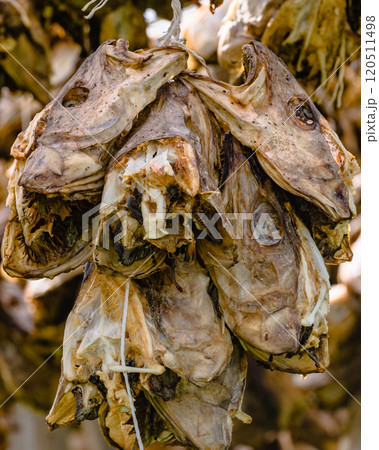 Cod stockfish drying on racks, Lofoten islands Norway 120511498