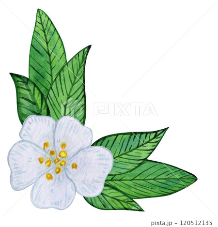 Tea flowers with white blooms and vibrant green leaves watercolor illustration. Composition of buds, foliage, and greenery. Spring and summer botanical drawing, isolated on a white 120512135
