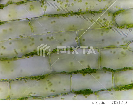 オオカナダモの原形質流動 120512183