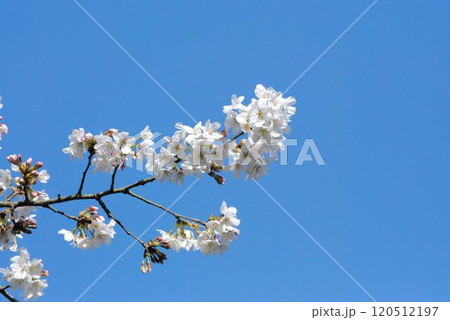 青空に咲く桜 120512197