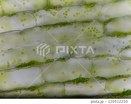 細胞小器官の観察 細胞小器官の観察 120512250