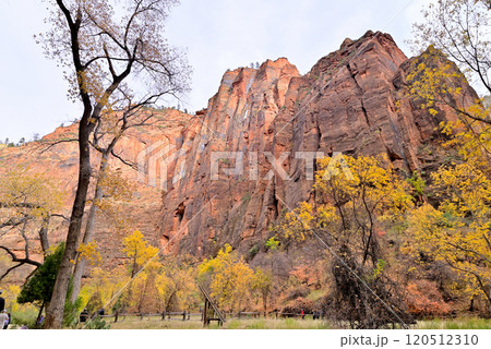 ザイオン国立公 テンプルオブシナワバ 赤茶色の巨大な岩山と黄葉　 120512310