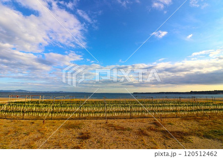 三浦海岸の大根干し 120512462