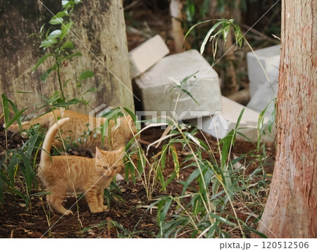 仲良く寄り添いながらカメラ目線の子猫達 120512506
