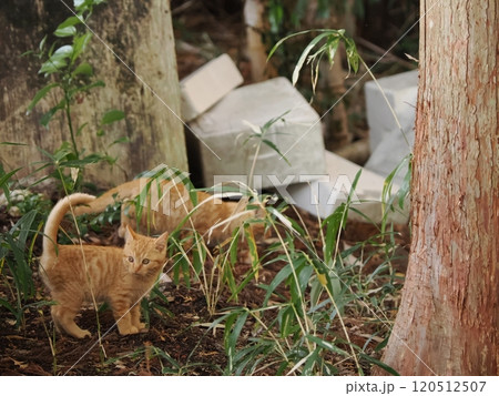 仲良く寄り添いながらカメラ目線の子猫達 仲良く寄り添いながらカメラ目線の子猫達 120512507