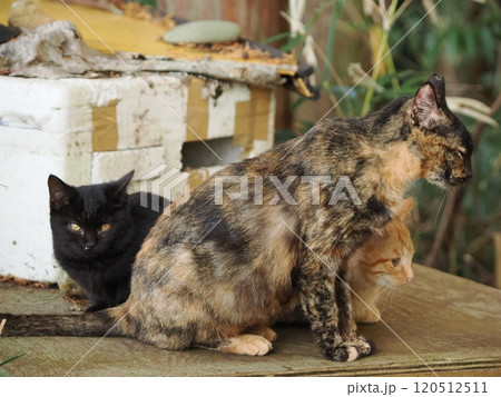 仲良く寄り添いながらカメラ目線の子猫達 120512511