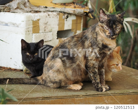 仲良く寄り添いながらカメラ目線の子猫達 120512513