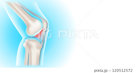 Side view of human knee. Side view of human knee. 120512572