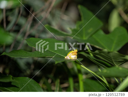 ハロウエルアマガエル 120512789