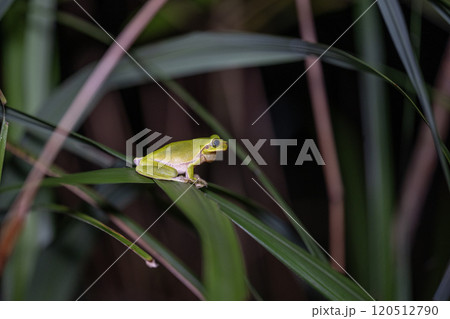 ハロウエルアマガエル 120512790