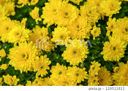 黄色い小菊 120512811