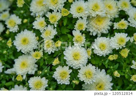 白い小菊 白い小菊 120512814