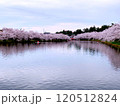 水面に映る満開の桜 120512824