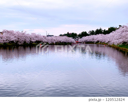水面に映る満開の桜 水面に映る満開の桜 120512824