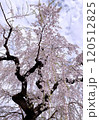 青空に映えるしだれ桜 120512825