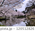 水面に映る桜 120512826