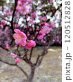 紅梅 120512828