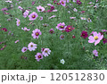 コスモス畑 120512830
