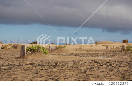 Special fence barriers for conservation ecosystem plants of dune in Maspalomas, Gran Canaria. Natural reserve to protect Traganum Moquinii plant, which helps to form dunes and regulate sand movement 120512875