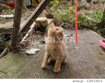 可愛い子ねこの猫じゃらし遊び 可愛い子ねこの猫じゃらし遊び 120513013