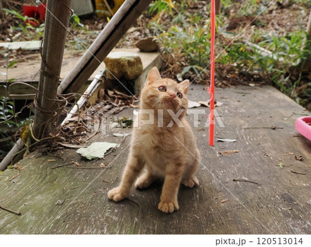 可愛い子ねこの猫じゃらし遊び 120513014