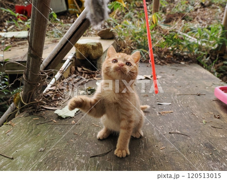可愛い子ねこの猫じゃらし遊び 可愛い子ねこの猫じゃらし遊び 120513015
