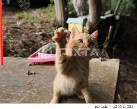 可愛い子ねこの猫じゃらし遊び 120513022