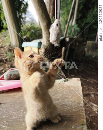 可愛い子ねこの猫じゃらし遊び 可愛い子ねこの猫じゃらし遊び 120513025