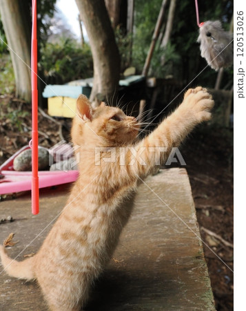 可愛い子ねこの猫じゃらし遊び 可愛い子ねこの猫じゃらし遊び 120513026