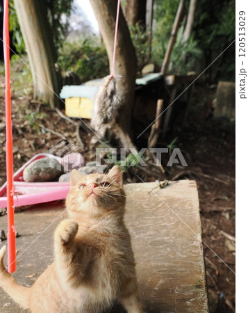 可愛い子ねこの猫じゃらし遊び 可愛い子ねこの猫じゃらし遊び 120513029
