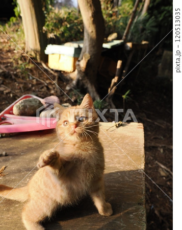 可愛い子ねこの猫じゃらし遊び 可愛い子ねこの猫じゃらし遊び 120513035