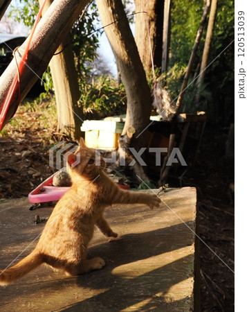 可愛い子ねこの猫じゃらし遊び 120513039
