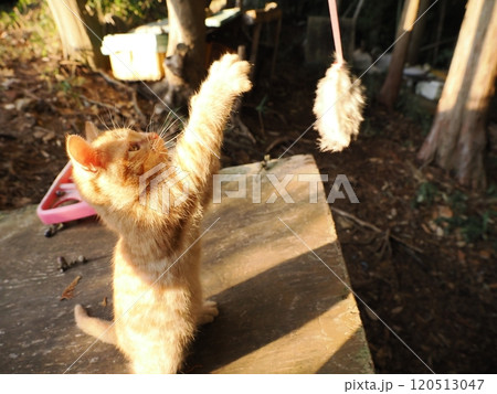 可愛い子ねこの猫じゃらし遊び 120513047