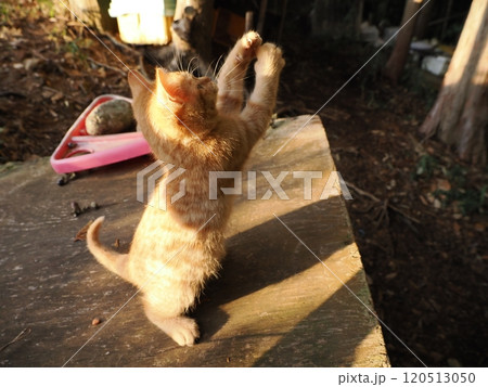 可愛い子ねこの猫じゃらし遊び 120513050